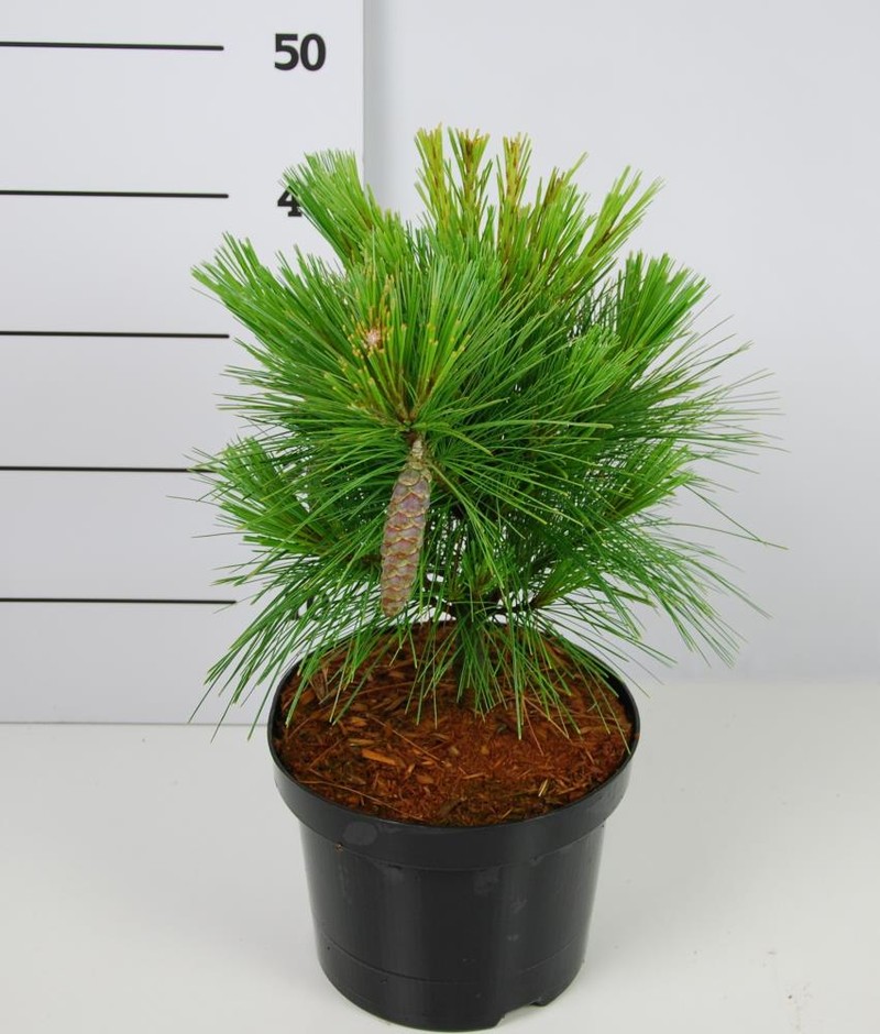 Сосна шверинская Витхорст